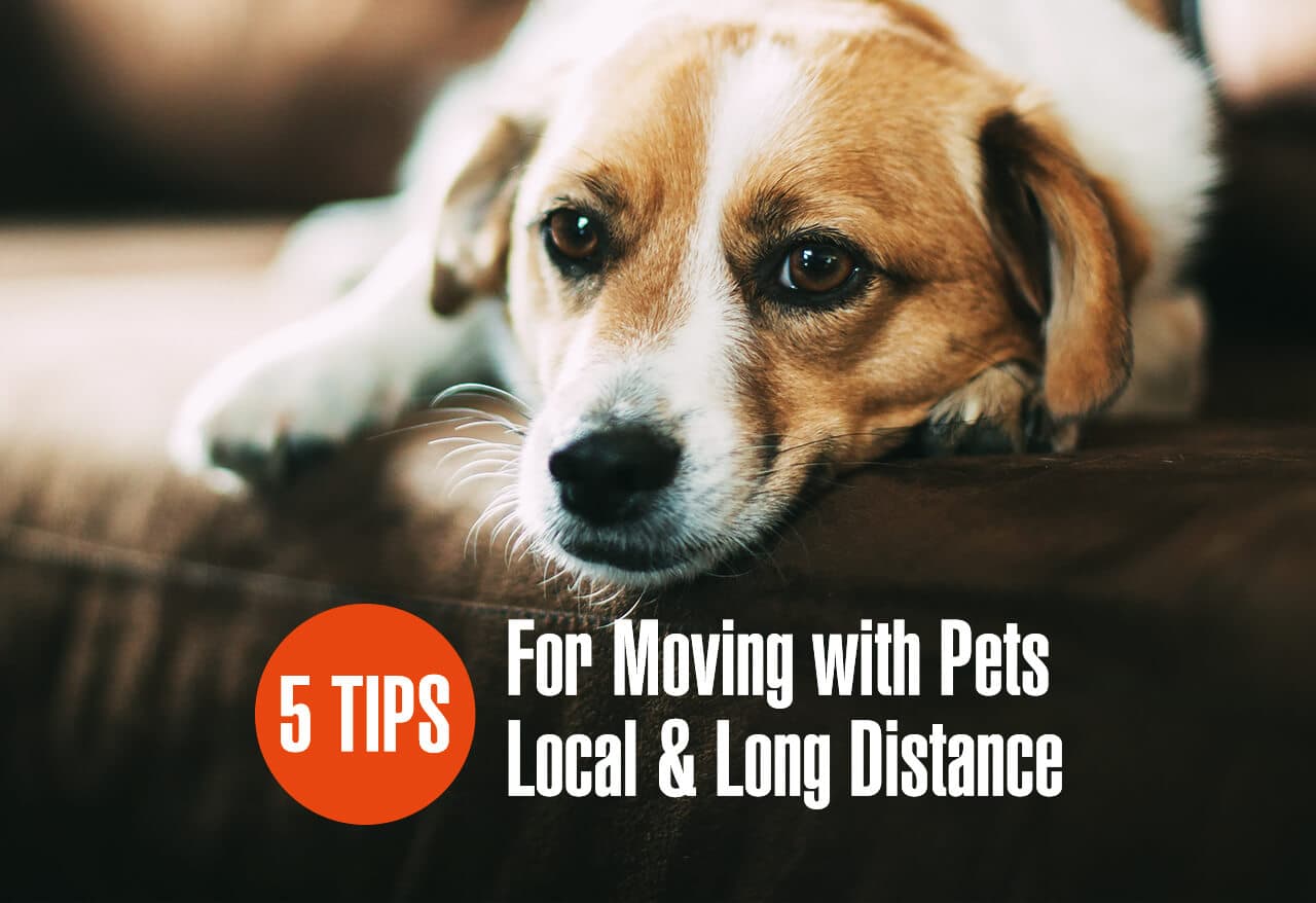 5 Tips for Moving with Pets
