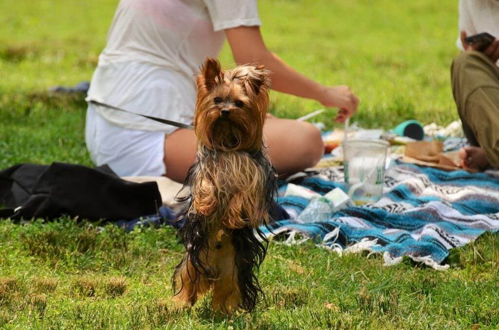 picnic-dinner-night-square-park