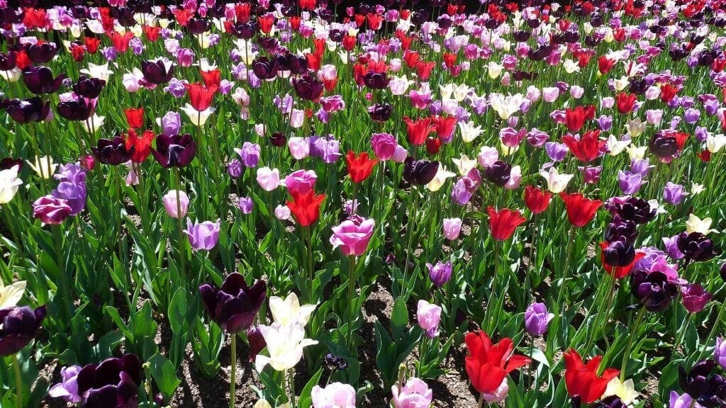 spring-blooms-central-park